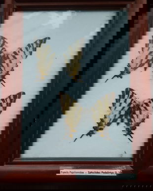 FLUTURI REALI DE COLECTIE