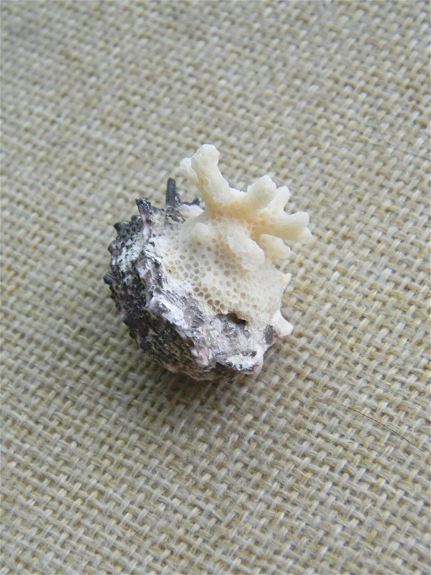 Melc si coral - 1 buc. (F41)