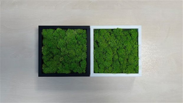 Set 2 Tablouri din Licheni Stabilizați - Eleganță Naturală în Două Culori