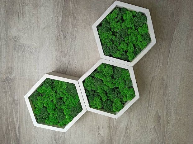 Set 5 Hexagoane din Licheni Stabilizați - Eleganță Botanică în Forme Geometrice