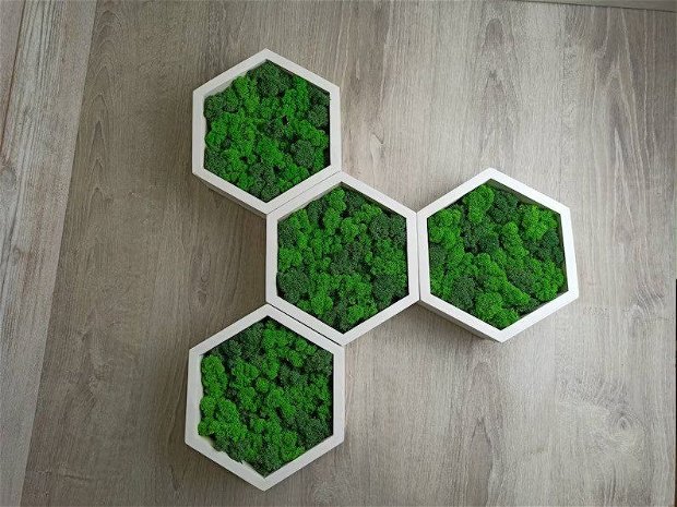 Set 5 Hexagoane din Licheni Stabilizați - Eleganță Botanică în Forme Geometrice