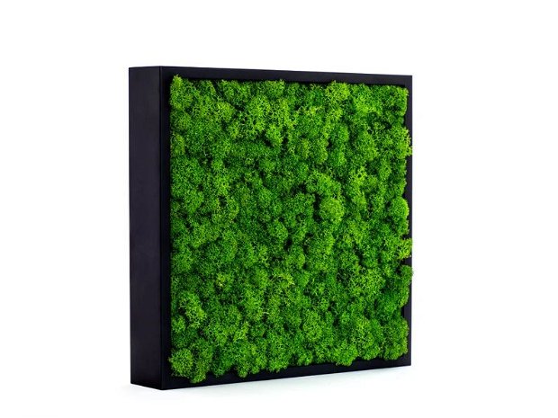 Tablou din Licheni Verde Deschis - Eleganță Botanică în Rama Neagră
