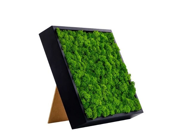 Tablou din Licheni Verde Deschis - Eleganță Botanică în Rama Neagră