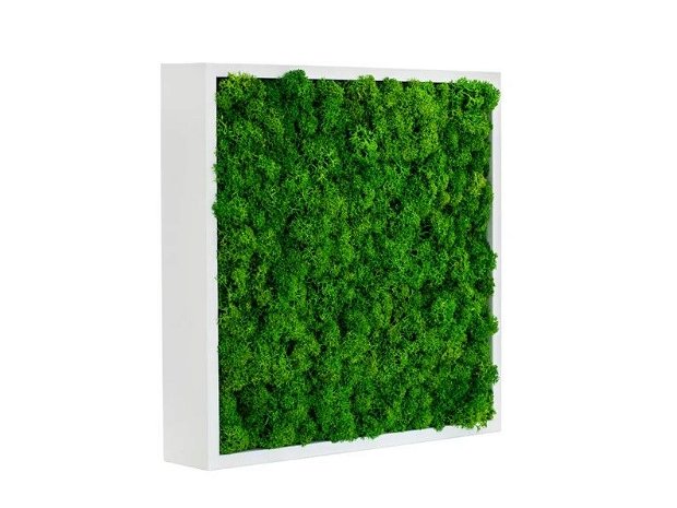 Tablou din Licheni Verde Deschis - Eleganță Botanică în Rama Albă