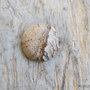 Cabochon picture jasper, 25 mm