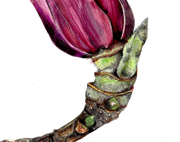Tablou Magnolia - Studiu Botanic - Nature And Colors Collection - Pictura Originala