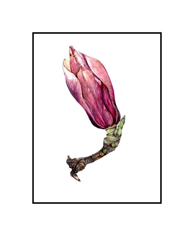 Tablou Magnolia - Studiu Botanic - Nature And Colors Collection - Pictura Originala