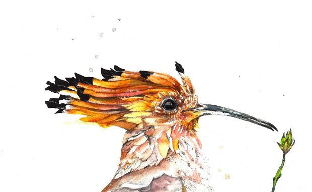 Tablou Pupaza - Birds Collection - Pictura Originala