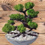 Bonsai