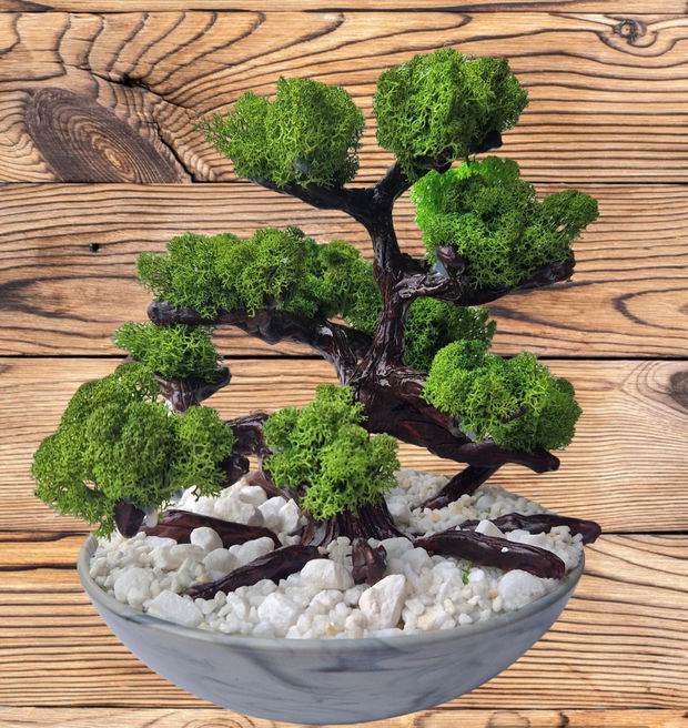 Bonsai