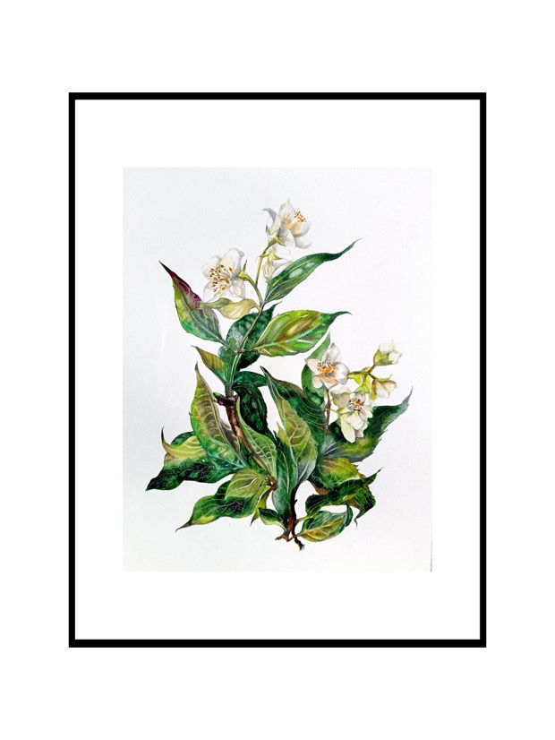 Tablou Flori de Iasomie - Pictura Originală în Acuarelă - Nature And Colors Collection