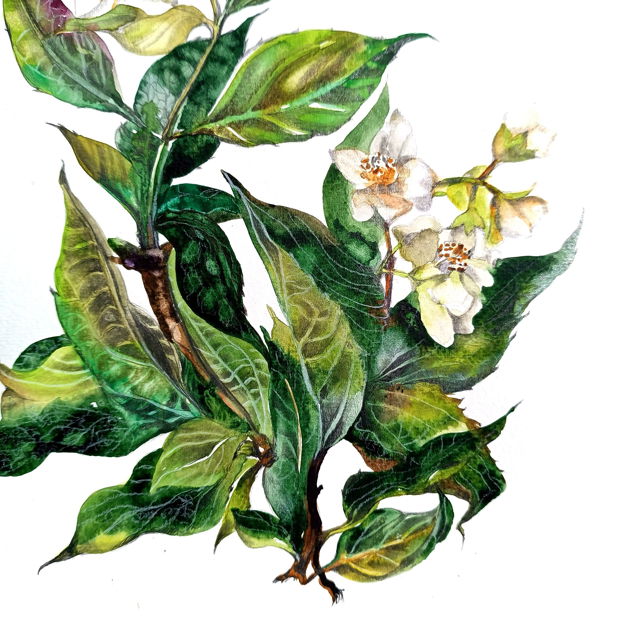 Tablou Flori de Iasomie - Pictura Originală în Acuarelă - Nature And Colors Collection