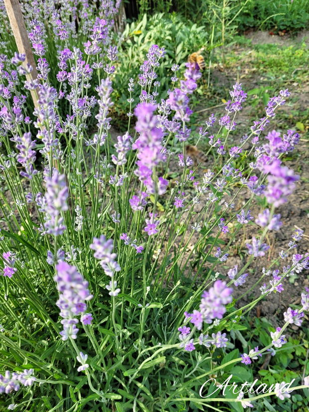 Buchet de lavanda și săpun natural cu lavanda