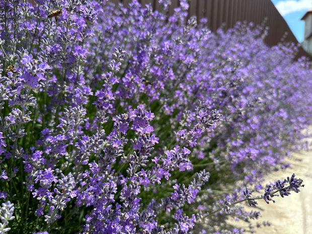 Buchet proaspat lavanda