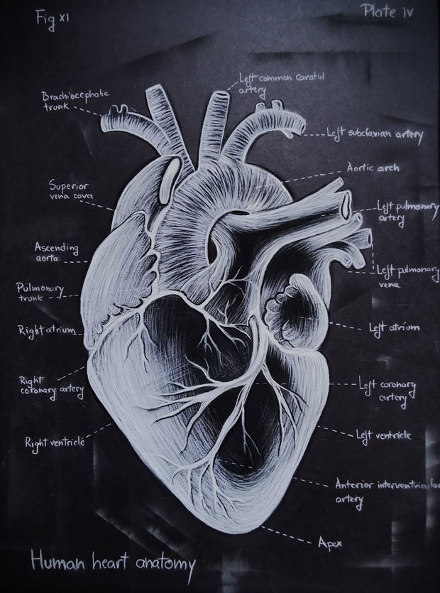 Tablou Anatomia Inimii