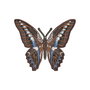 Brosa fluture exotic