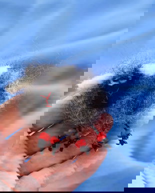 Brosa/ornament `Oitza`