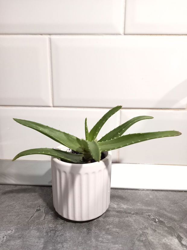 Aloe arborescens