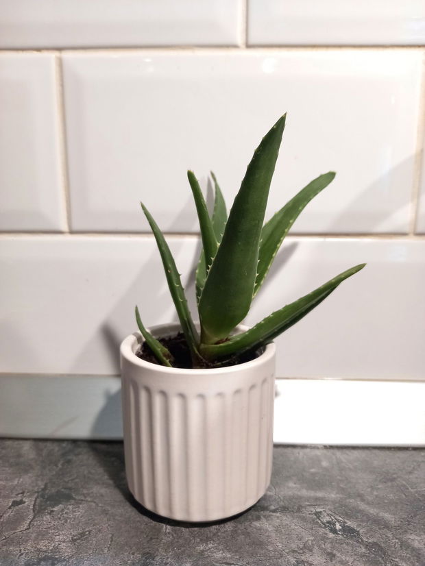 Aloe arborescens