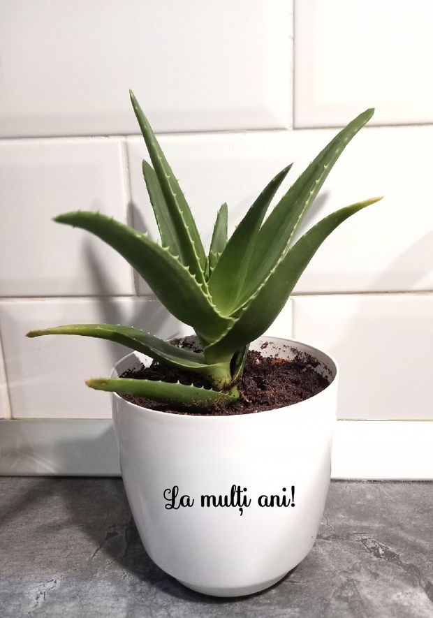 Aloe arborescens