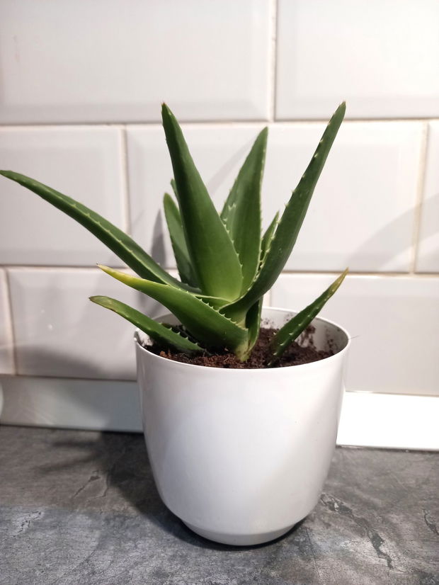 Aloe arborescens