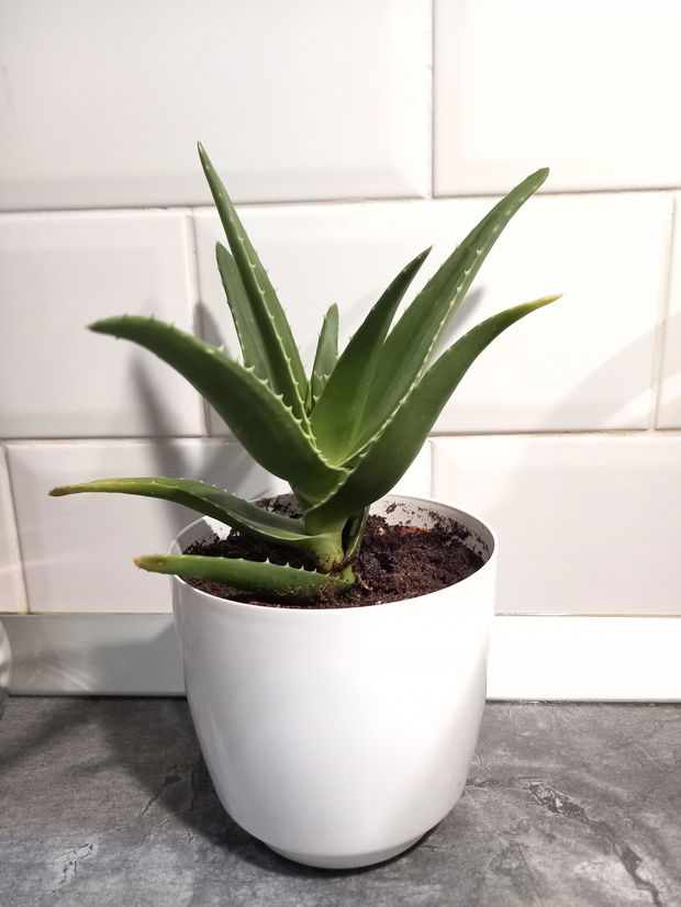 Aloe arborescens