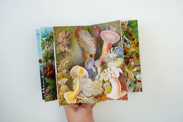 Carte 3D cu Ilustrații vintage de Ernst Haeckel