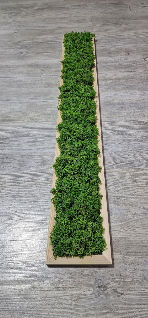 Tablou licheni naturali si stabilizati, licheni decorativi
