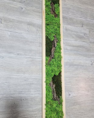 Tablou licheni naturali si stabilizati, licheni decorativi