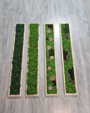 Tablou licheni naturali si stabilizati, licheni decorativi