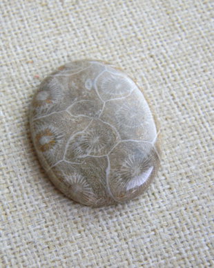 Caboson coral fosil (F40-1)