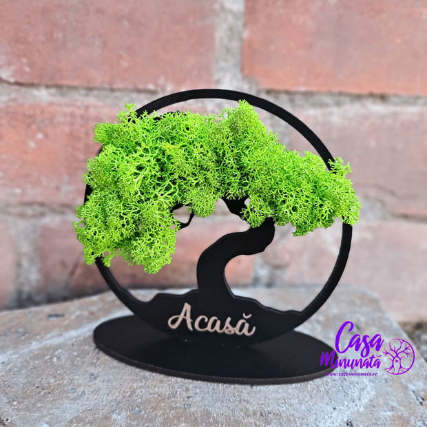 Bonsai decorat cu licheni