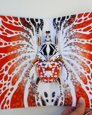 Insecte - Carte Pop-up/3D