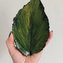 Farfurioara frunza