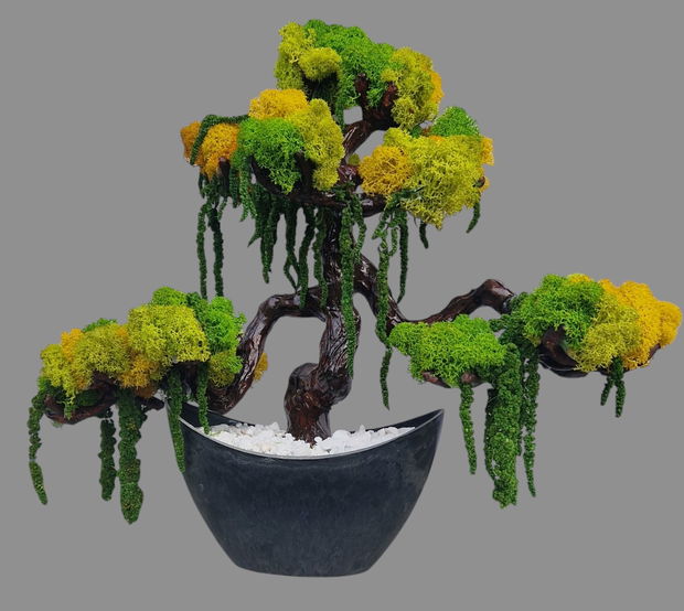 Bonsai cu liane