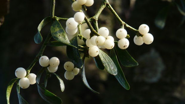 Cercei lungi din argint 925 oxidat si perle de cultura, crengute de vasc