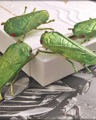 Brosa cicada