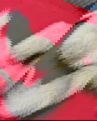 Guler blana cu labute