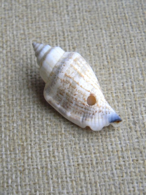 Scoici/melci (F-SCO 2)