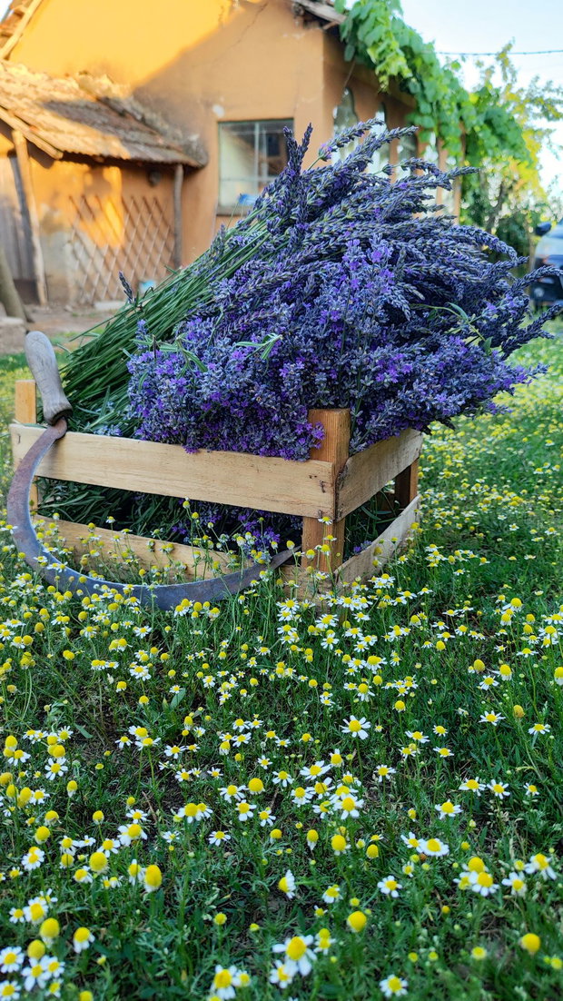 Marturii nunta/botez- Saculeti cu lavanda (CITIȚI DESCRIEREA)
