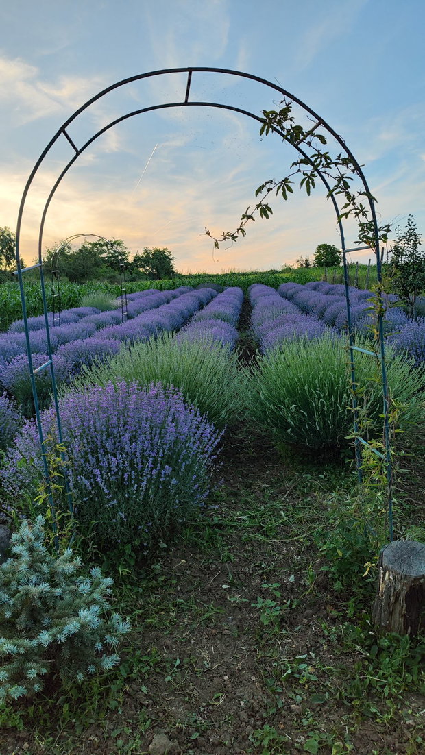 Marturii nunta/botez- Saculeti cu lavanda (CITIȚI DESCRIEREA)