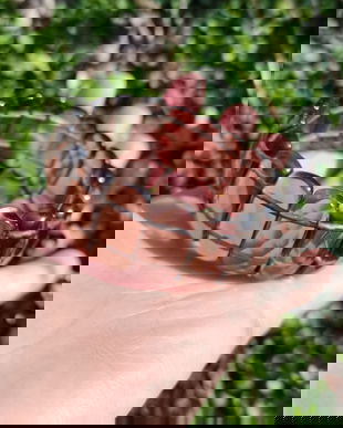 Bratara Cuart fumuriu fatetat - BR1454 - bratara elastica, bratara cadou, bratara pietre semipretioase, cadou romantic, cadou sotie, cristale vindecatoare