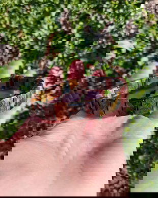 Bratara Cuarturi chatoiante fatetate - BR1455 - bratara elastica, bratara cadou, bratara pietre semipretioase, cadou romantic, cadou sotie, cristale vindecatoare