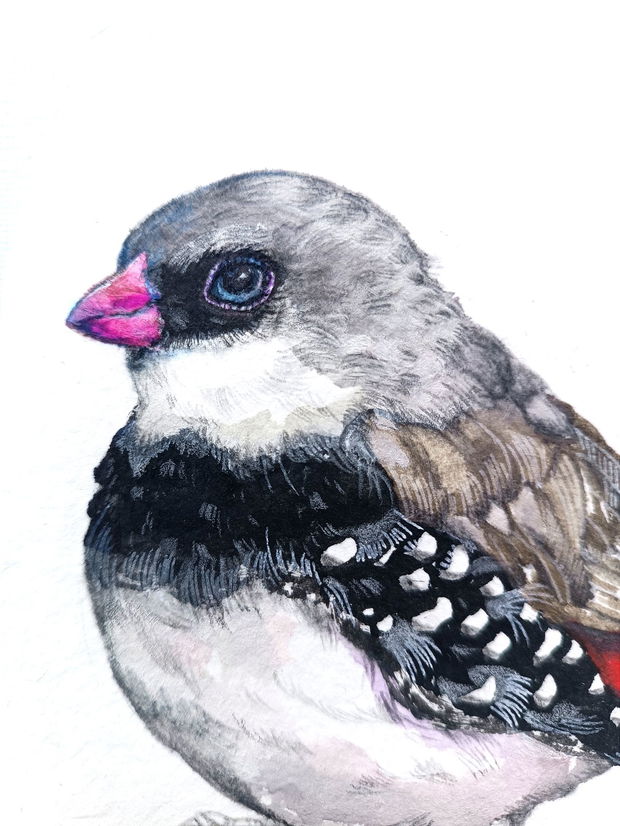 Tablou Zebra Finch (Taeniopygia guttata) - Birds Collection