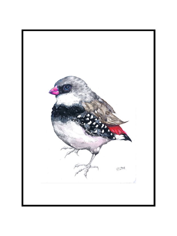 Tablou Zebra Finch (Taeniopygia guttata) - Birds Collection