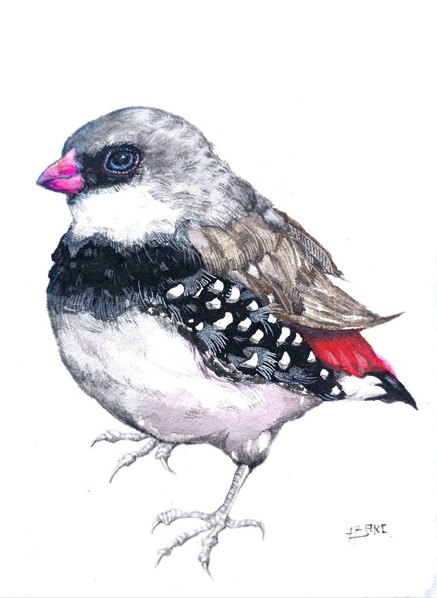 Tablou Zebra Finch (Taeniopygia guttata) - Birds Collection
