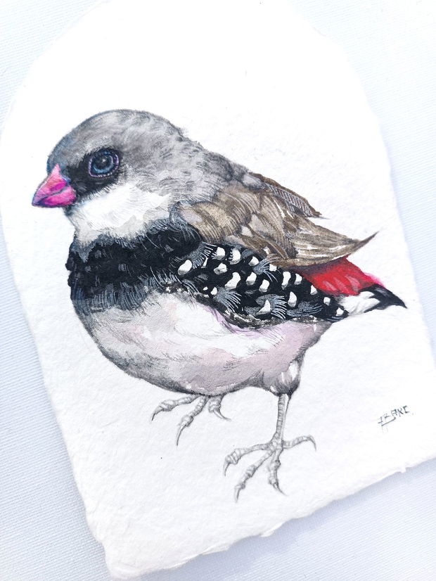 Tablou Zebra Finch (Taeniopygia guttata) - Birds Collection