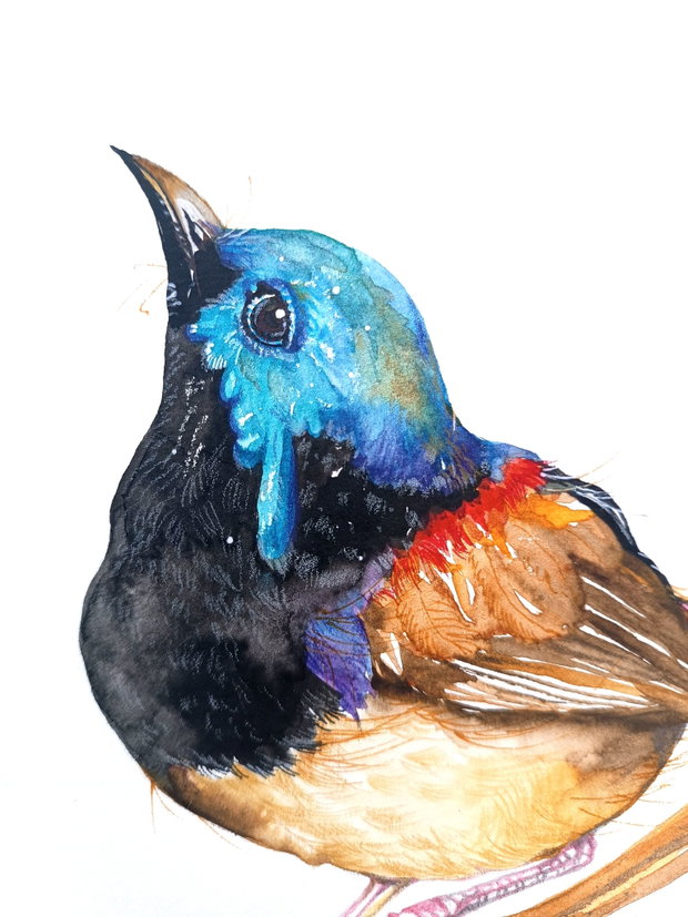 Tablou Pitulicea Albastră - Birds Collection