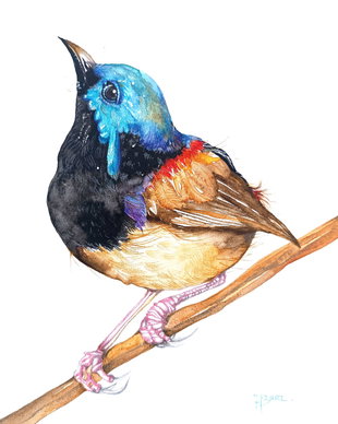 Tablou Pitulicea Albastră - Birds Collection