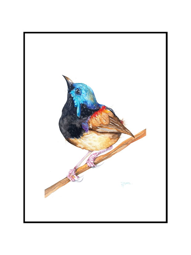 Tablou Pitulicea Albastră - Birds Collection